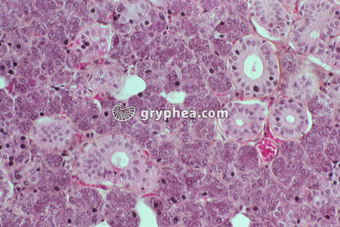 Glande salivaire x 70 - gryphea.org